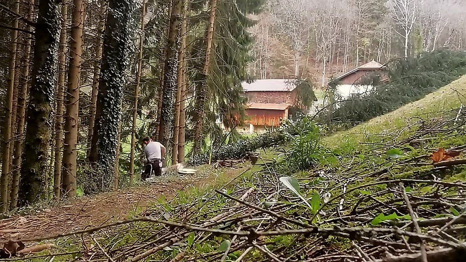 Time-lapse lisière plantation épicéa
